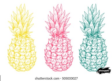 Hand drawn sketch style illustrations of ripe pineapples. Exotic tropical fruit vector drawings.