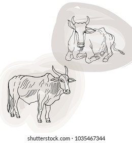 Hand drawn sketch style indian cow. Vector illustration.