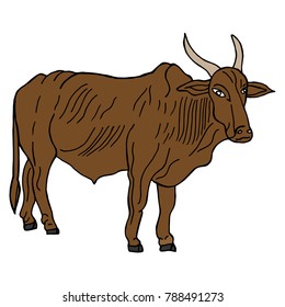 Hand drawn sketch style. indian cow. Vector illustration isolated on white background.