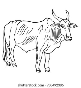Hand drawn sketch style. indian cow. Vector illustration isolated on white background.