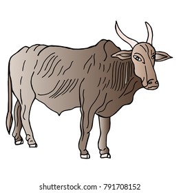 Hand drawn sketch style. indian cow. Vector illustration isolated on white background.