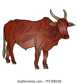 Hand drawn sketch style. indian cow. Vector illustration isolated on white background.