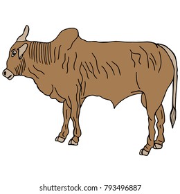 Hand drawn sketch style indian cow. Vector illustration.