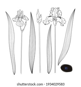 Hand drawn sketch style iris set. Flowers and leaves. Vector illustration.