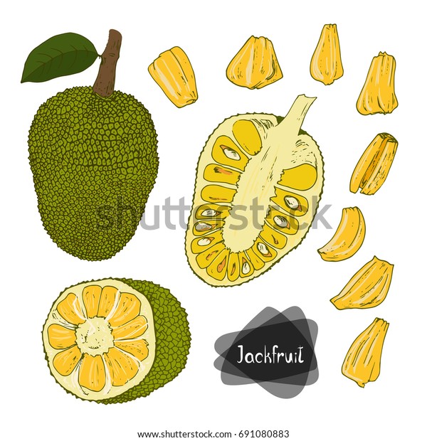 Hand Drawn Sketch Style Jackfruit Set Stock Vector (Royalty Free) 691080883 Shutterstock