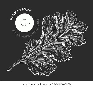 Hand drawn sketch style kale salad. Organic fresh food vector illustration on chalk board. Vintage vegetable leaf cabbage illustration. Engraved style botanical picture.