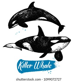 Hand drawn sketch style killer whales isolated on white background. Vector illustration.