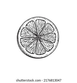 Hand drawn sketch style lemon slice. Retro illustration of tropical citrus fruit. Best for menu and package designs. Vector illustration.