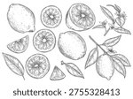 Hand drawn sketch style lemons set. Whole and sliced citrus fruit. Best for package and menu designs. Vector illustrations.