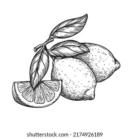 Limones con estilo de esbozo dibujado a mano. Ilustración retro de cítricos tropicales. Mejor para diseños de menús y paquetes. Ilustración vectorial.