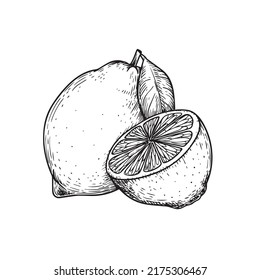 Limones con estilo de esbozo dibujado a mano. Ilustración retro de cítricos tropicales. Mejor para diseños de menús y paquetes. Ilustración vectorial.