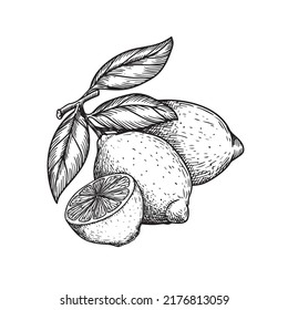 Hand drawn sketch style lemons. Retro illustration of tropical citrus fruit. Best for menu and package designs. Vector illustration.