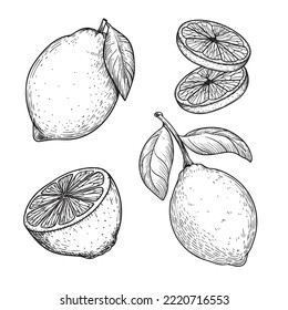 Juego de limones con estilo de esbozo dibujado a mano. Cítricos enteros y en rodajas. Lo mejor para diseños de paquetes y menús. Ilustraciones vectoriales.