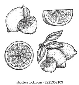 Hand drawn sketch style lemons set. Whole and sliced citrus fruit. Best for package and menu designs. Vector illustrations.