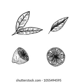 Hand drawn sketch style Lemon.Vector illustration