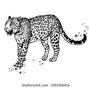 Hand drawn sketch style leopard isolated on white background. Vector illustration.