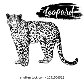 Hand drawn sketch style leopard isolated on white background. Vector illustration.