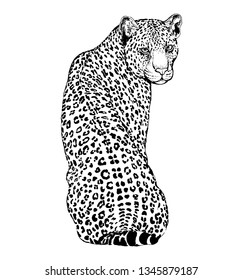 Hand drawn sketch style leopard isolated on white background. Vector illustration.