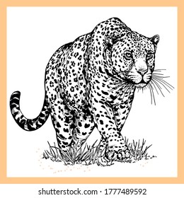 Hand drawn sketch style leopard isolated on white background. Vector illustration.