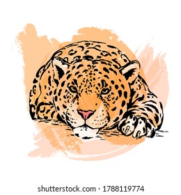 Hand drawn sketch style leopard isolated on white background. Vector illustration.