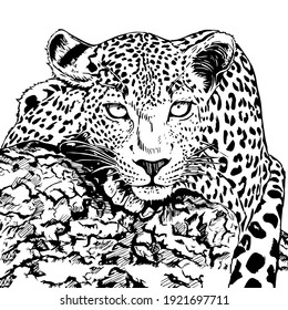 Hand drawn sketch style leopard. Vector illustration isolated on white background