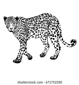 Hand drawn sketch style leopard. Vector illustration isolated on white background.