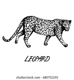 Hand drawn sketch style leopard. Vector illustration isolated on white background.