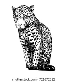 Hand drawn sketch style leopard. Vector illustration isolated on white background.