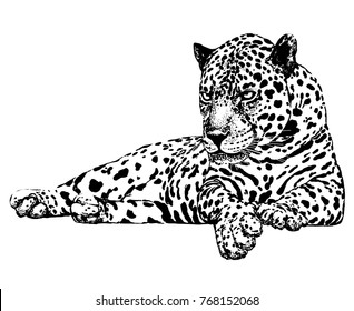 Hand drawn sketch style leopard. Vector illustration isolated on white background.