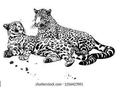 Hand drawn sketch style leopards isolated on white background. Vector illustration.