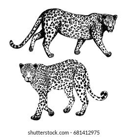 Hand drawn sketch style leopards. Vector illustration isolated on white background.
