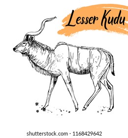 Hand drawn sketch style lesser kudu antelope isolated on white background. Vector illustration.