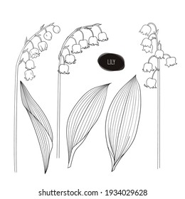 Hand drawn sketch style lily of the valley set. Flowers and leaves. Vector illustration.