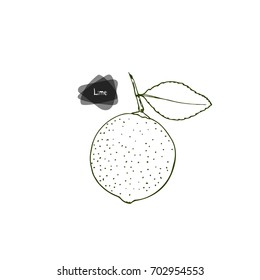 Hand drawn sketch style lime with leaf on white background. Vector illustration. 