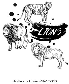 Hand drawn sketch style lions. Vector illustration isolated on white background.
