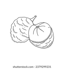 Hand drawn sketch style lychee isolated on white background