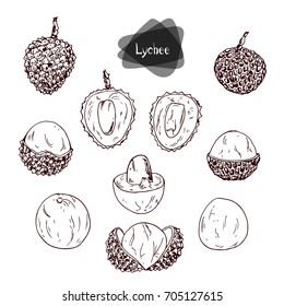 Hand drawn sketch style lychee set on white background. Color illustration.