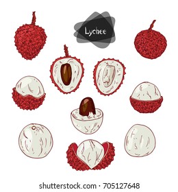 Hand drawn sketch style lychee set on white background. Vector illustration.