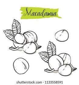 Hand drawn sketch style macadamia set. Single, group seeds, macadamia in nutshells group. Organic nut, vector doodle illustrations collection isolated on white background.