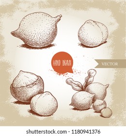 Hand drawn sketch style macadamia nuts set. Whole, peeled, single and group. Vector illustrations isolated on old looking background.