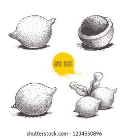 Hand drawn sketch style macadamia nuts set. Whole and half peeled macadamia fruits. Vector illustration in retro style. Nuts collection drawings. Isolated on white background.
