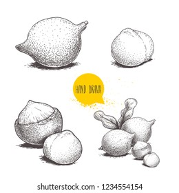Hand drawn sketch style macadamia nuts set. Whole, peeled, single and group. Vector illustrations isolated on white background.