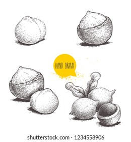 Hand drawn sketch style macadamia nuts set. Whole, peeled, single and group. Vector illustrations isolated on white background.