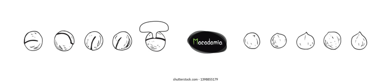 Hand drawn sketch style Macadamia set. Macadamia nut with sawn nutshell, and special key used to pry open the nut. Vector illustration. 