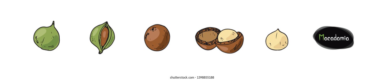 Hand Drawn Sketch Style Macadamia Nut. Macadamia Nut In It's Shell And A Roasted Nut. Color Illustration. 