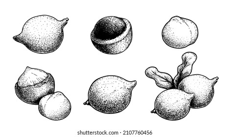 Hand drawn sketch style Macadamia nut set. Exotic nuts collection. Culinar and cosmetic product drawings. Whole and peeled nuts. Vector illustration.