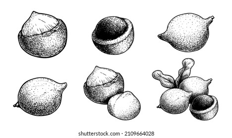 Hand drawn sketch style Macadamia nut set. Exotic nuts collection. Culinar and cosmetic product drawings. Whole and peeled nuts. Vector illustration.