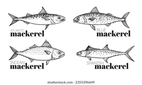 Hand drawn sketch style mackerel set. best for fish restaurant menu, fish and seafood market designs. Vector illustrations on white.