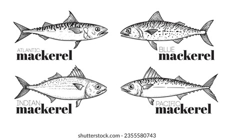 Hand drawn sketch style mackerel set. best for fish restaurant menu, fish and seafood market designs. Vector illustrations on white.