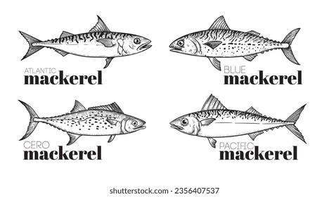 Hand drawn sketch style mackerel set. best for fish restaurant menu, fish and seafood market designs. Vector illustrations on white.